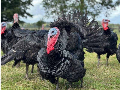 Appledore Free Range Turkey's | HG Walter Ltd