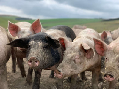 Plantation Pigs | HG Walter Ltd