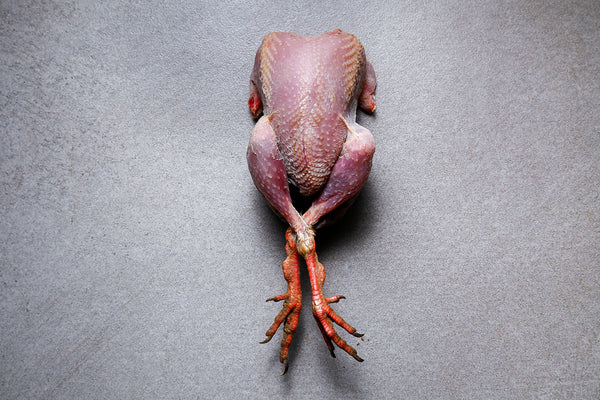 Red Leg Partridge | HG Walter Ltd